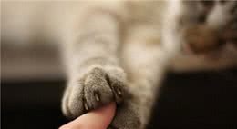 养猫“首选”这7种品种，不仅温顺，还好养