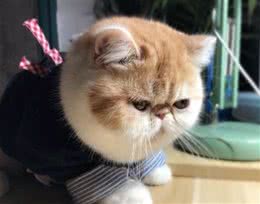 花多少钱买加菲猫最划算？
