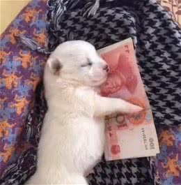家有幼犬，该如何喂养，以下5点告诉你！