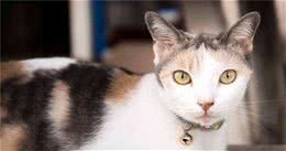 猫咪贫血的原因多，不仅是因营养不良，搞清原因才能保护好猫主子