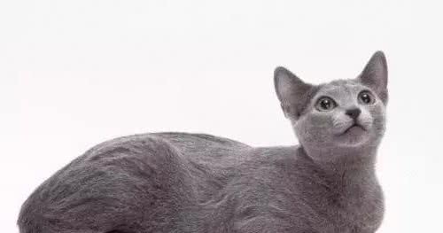 喵喵在上-俄罗斯蓝猫