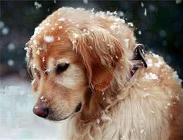 如何让狗狗健康过冬