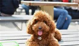 贵宾犬不愿意吃狗粮，那是因为宠主没有这样做