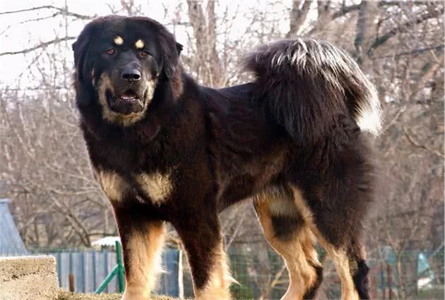 中国本土的7大“猛犬”，个个威武帅气，不输给国外犬种