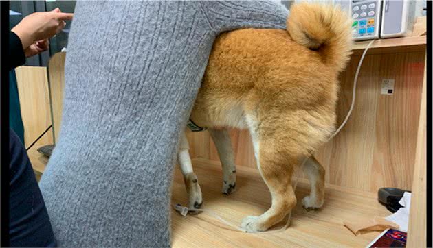 主人带柴犬去打针，它的脚趾都立起来了，这是有多害怕啊