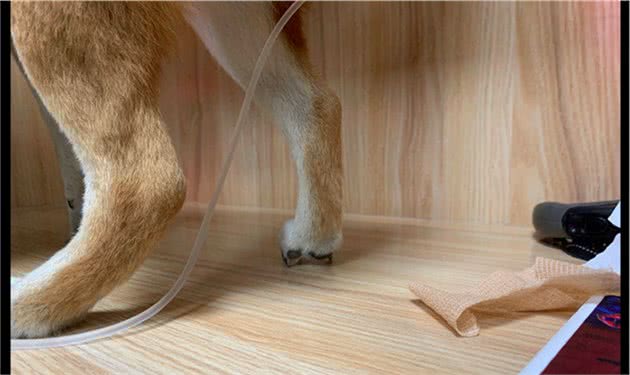主人带柴犬去打针，它的脚趾都立起来了，这是有多害怕啊