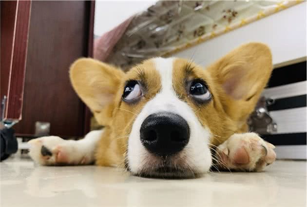 这样宠狗狗的人就进入误区了！6个技巧让你的狗狗乖巧又聪明