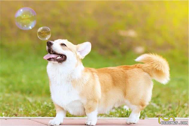 这样宠狗狗的人就进入误区了！6个技巧让你的狗狗乖巧又聪明