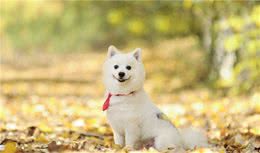 这样宠狗狗的人就进入误区了！6个技巧让你的狗狗乖巧又聪明