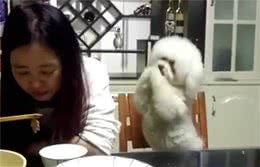 主人吃饭不理狗狗，狗狗急坏了开始作揖讨好，最后一举更是厉害