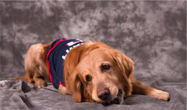 金毛犬扑人矫正训练方法