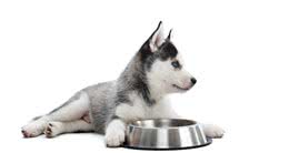 狗狗每天的喂食量参考