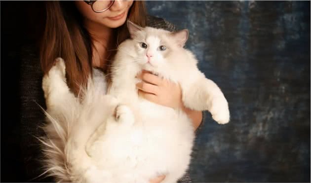 饲养布偶猫的6大方法，适合新手铲屎官