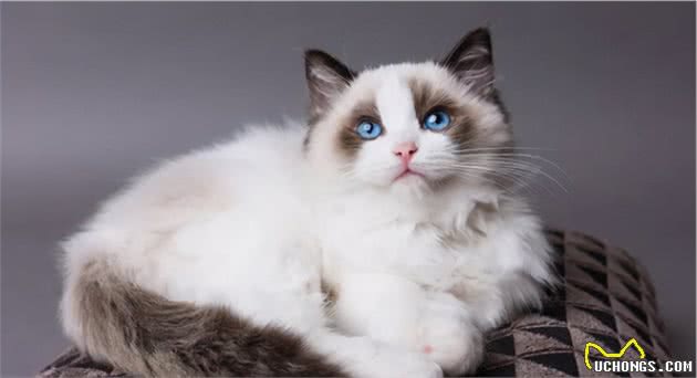 饲养布偶猫的6大方法，适合新手铲屎官