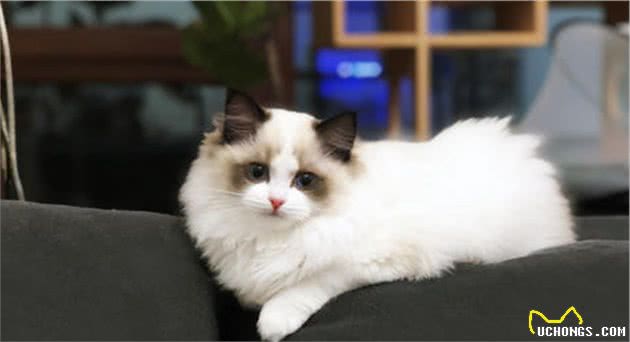 饲养布偶猫的6大方法，适合新手铲屎官