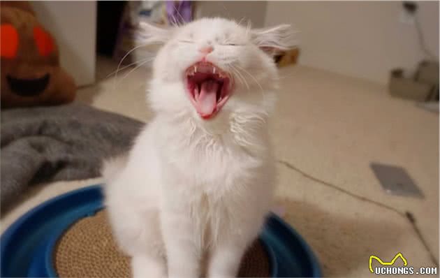 饲养布偶猫的6大方法，适合新手铲屎官