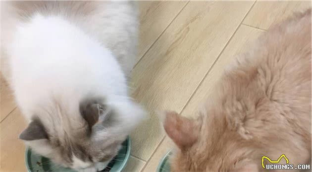 饲养布偶猫的6大方法，适合新手铲屎官
