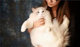 饲养布偶猫的6大方法，适合新手铲屎官