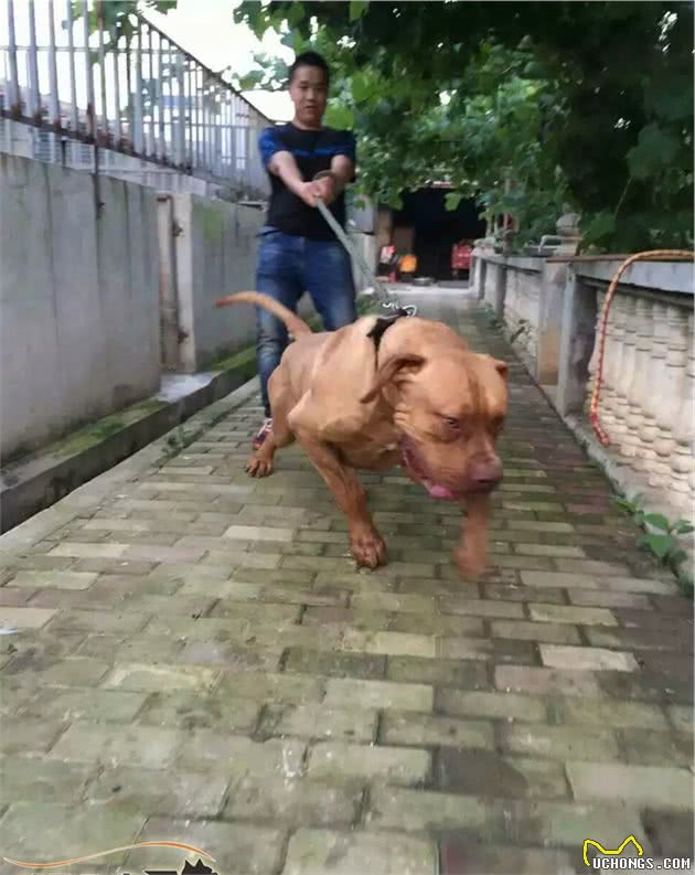 世界十大打斗猛犬排名不分前后
