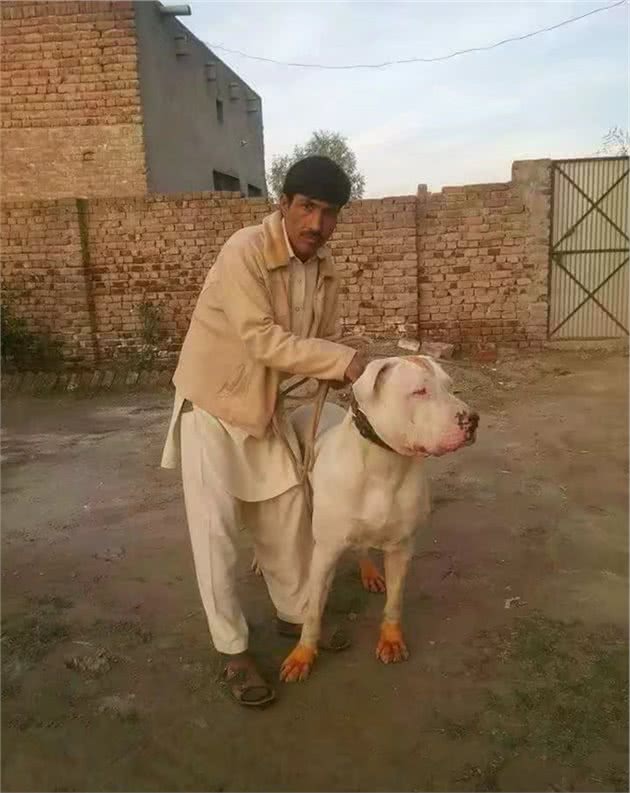 世界十大打斗猛犬排名不分前后
