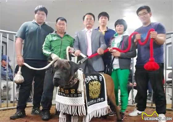 世界十大打斗猛犬排名不分前后