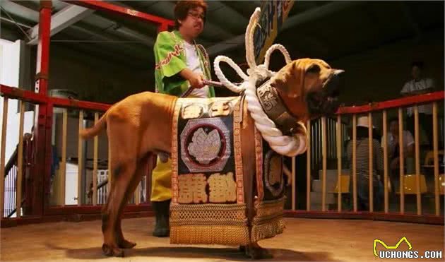 世界十大打斗猛犬排名不分前后