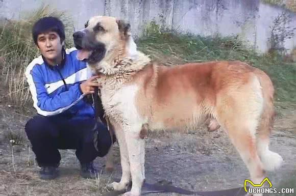 世界十大打斗猛犬排名不分前后