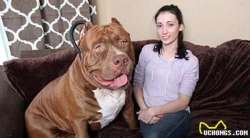 世界十大打斗猛犬排名不分前后