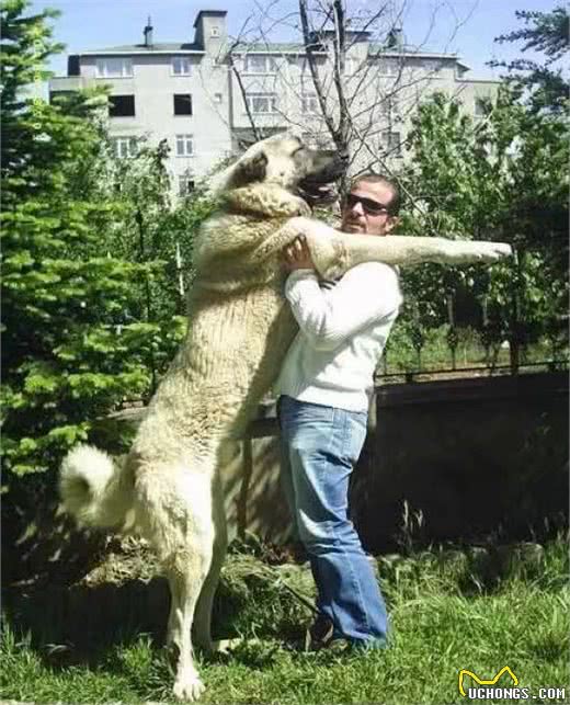 世界十大打斗猛犬排名不分前后