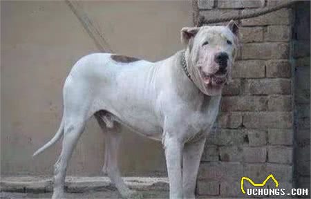 世界十大打斗猛犬排名不分前后