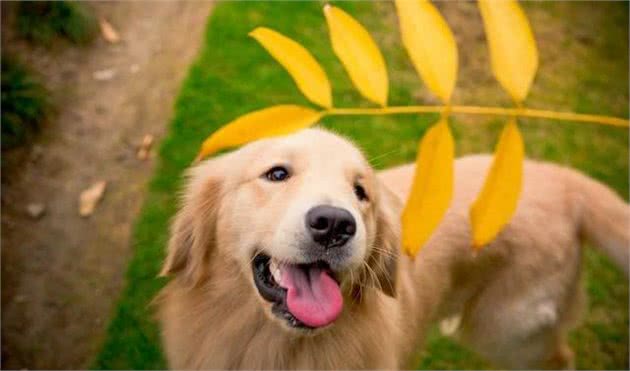 不能成为警犬，丢失率又高的6种狗狗，真是谁养谁崩溃