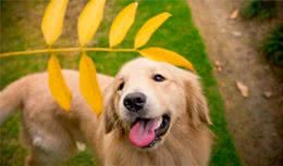 不能成为警犬，丢失率又高的6种狗狗，真是谁养谁崩溃
