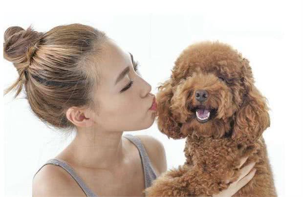 你的这6个行为，给到泰迪犬满满的安全感，怪不得它这么爱你