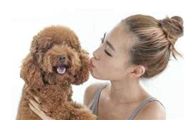 你的这6个行为，给到泰迪犬满满的安全感，怪不得它这么爱你