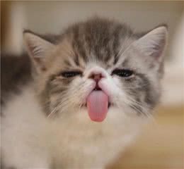 铲屎官的自我修养，关于驱虫的攻略，猫狗通用