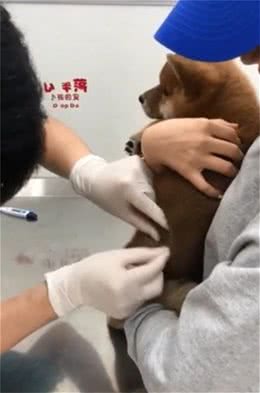 柴犬打针会爆哭，医生拿食物诱惑，怎么打完针你还在吃啊！