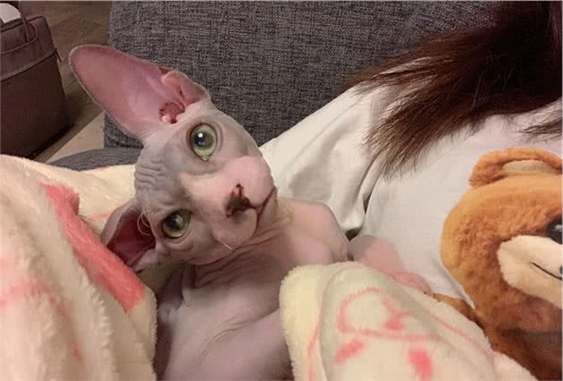 关于无毛猫的5个秘密，你可能一个都不知道