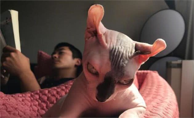 关于无毛猫的5个秘密，你可能一个都不知道