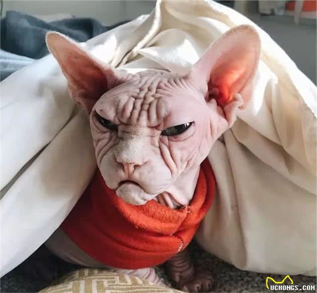 关于无毛猫的5个秘密，你可能一个都不知道