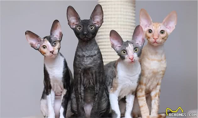 关于无毛猫的5个秘密，你可能一个都不知道