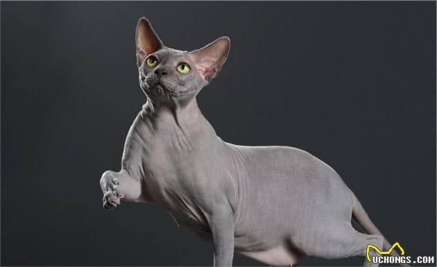 关于无毛猫的5个秘密，你可能一个都不知道