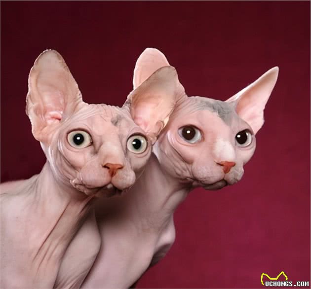 关于无毛猫的5个秘密，你可能一个都不知道