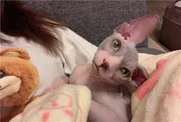 关于无毛猫的5个秘密，你可能一个都不知道