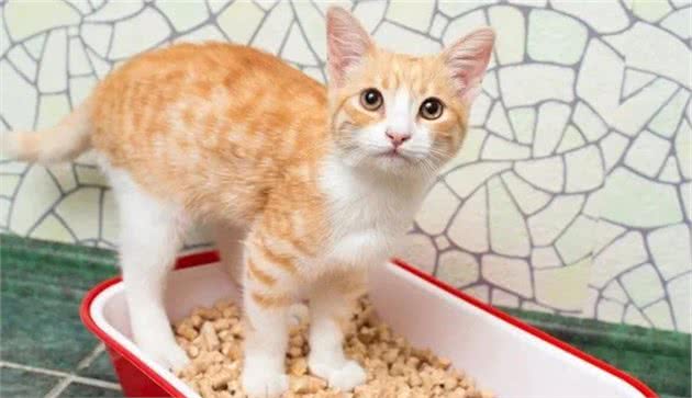 猫屎为什么那么臭？