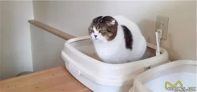 猫屎为什么那么臭？