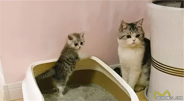 猫屎为什么那么臭？