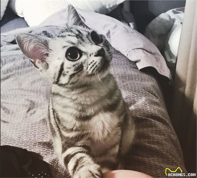 适合新手养的猫咪—美国短毛猫
