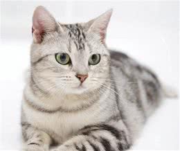 适合新手养的猫咪—美国短毛猫
