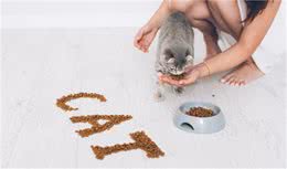 新手猫奴看过来！一次搞懂猫咪所需的营养有哪些？