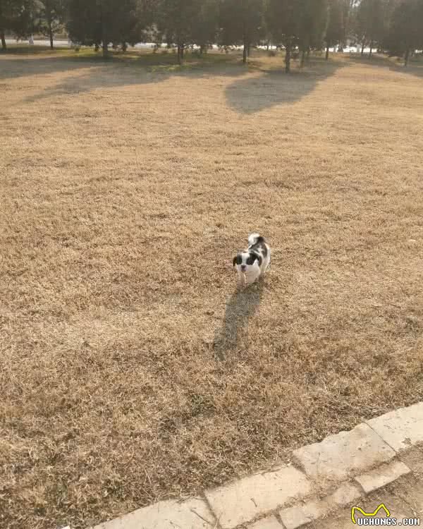 我有抑郁症，养了狗以后我更抑郁了